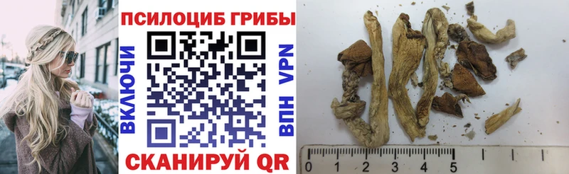 blacksprut зеркало Будённовск Псилоцибиновые грибы прущие грибы
